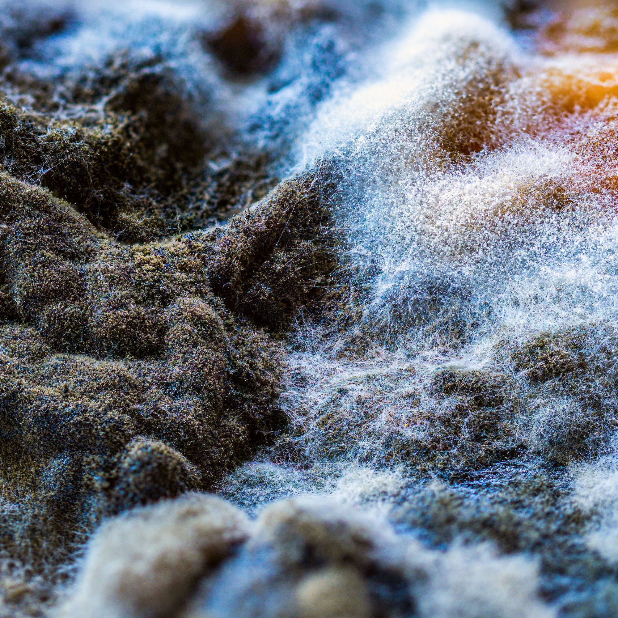 Building Test for Mold & Mycotoxins